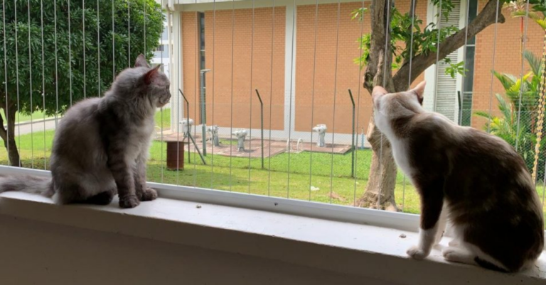 Enhancing Home Safety: The Evolution of Invisible Grilles for Cats