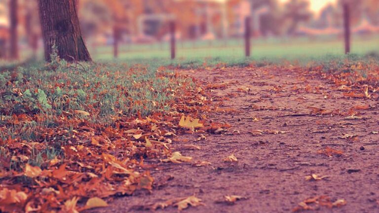 How To Play Dragon Tiger On Cricbet99?