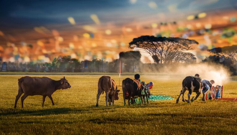 Online Cricket ID – Dedicated Account for Cricket Betting